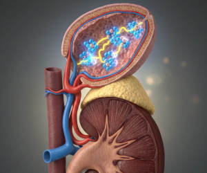 Obraz przedstawia realistyczną, anatomiczną ilustrację przekroju podłużnego ludzkiej nerki wraz z nadnerczem, umieszczoną na neutralnym, ciemnym tle z delikatnym gradientem